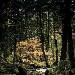 Forêt d'Aubusson